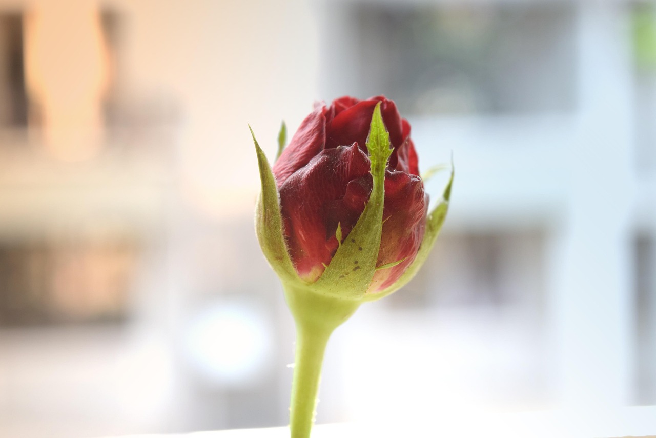 動(dòng)漫情感語錄,探尋情感深處的共鳴與共鳴點(diǎn)