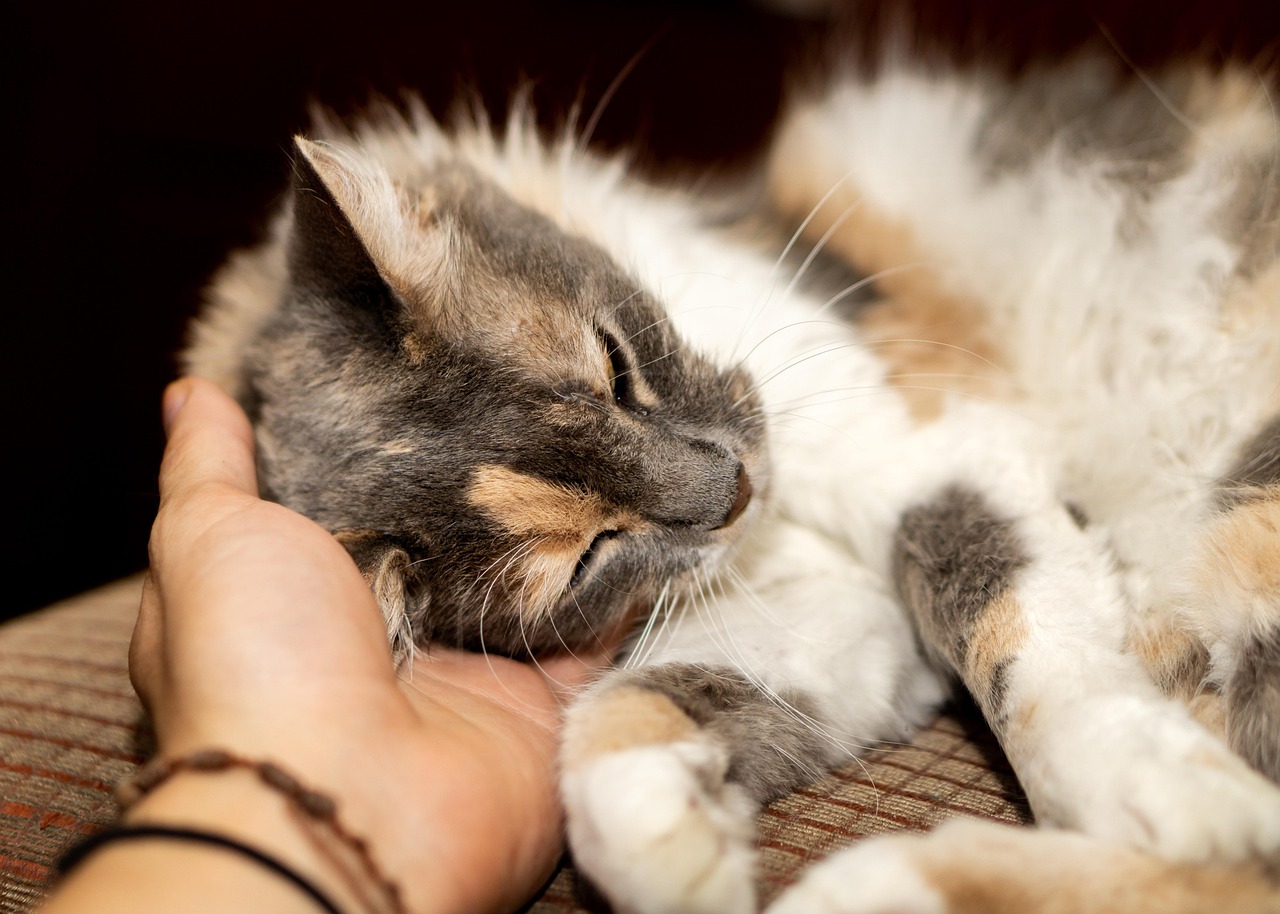 最新貓咪萌態(tài)圖片大放送,令人陶醉的視覺盛宴!