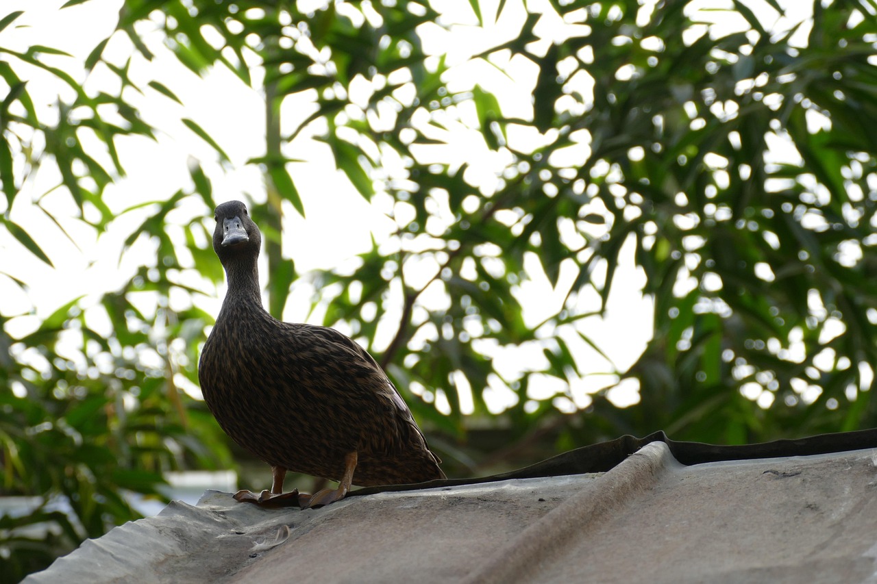 動(dòng)漫鴨子頭像，時(shí)尚潮流與個(gè)性表達(dá)的新寵之選