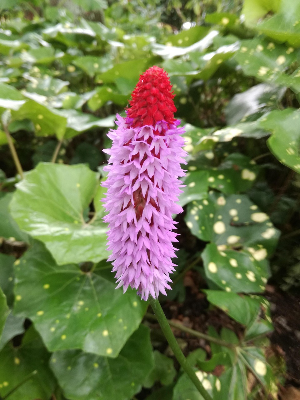 古都西安最新動(dòng)態(tài)，古都煥發(fā)新活力，持續(xù)迎來(lái)新進(jìn)展