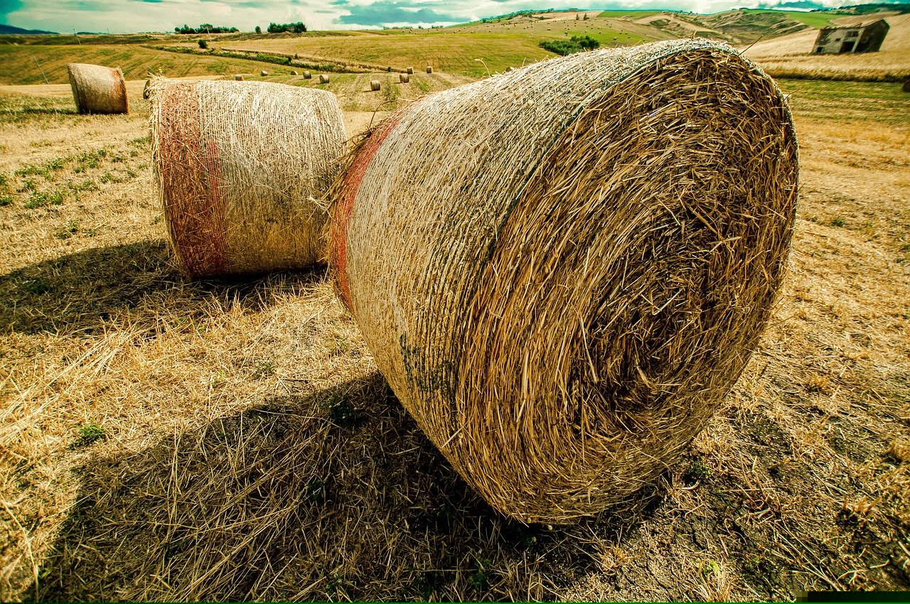 保定小麥價(jià)格最新行情及分析