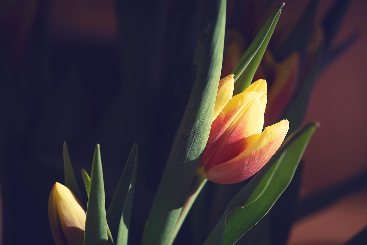 鮮花盛開的山村,鄉(xiāng)村之美與人性的真摯電視劇介紹