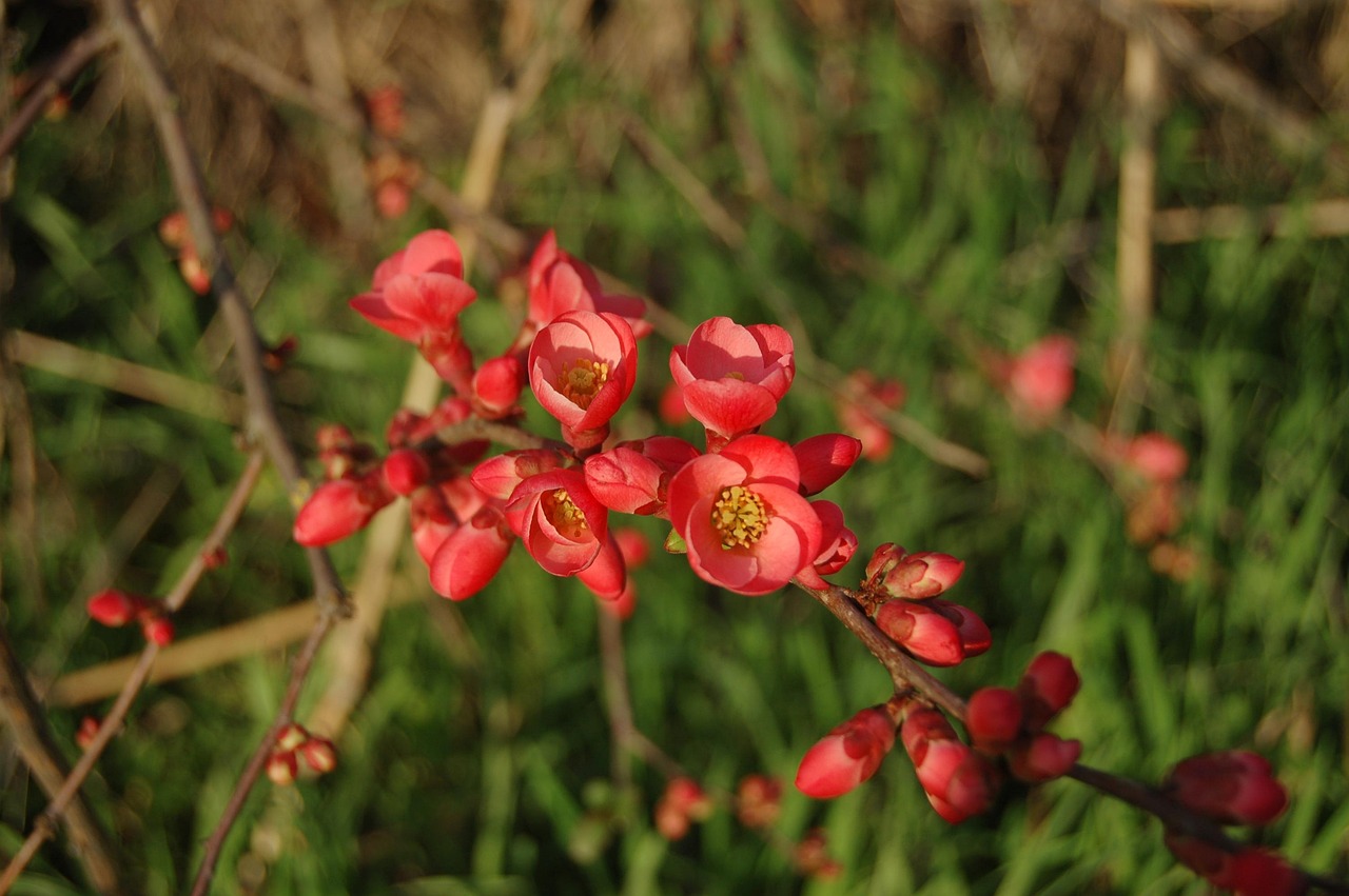 阜陽天章和園最新資訊概覽，最新動態(tài)與資訊全解析