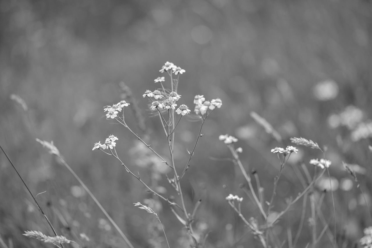 鄂爾多斯礦業(yè)最新報(bào)價(jià)及動(dòng)態(tài)分析