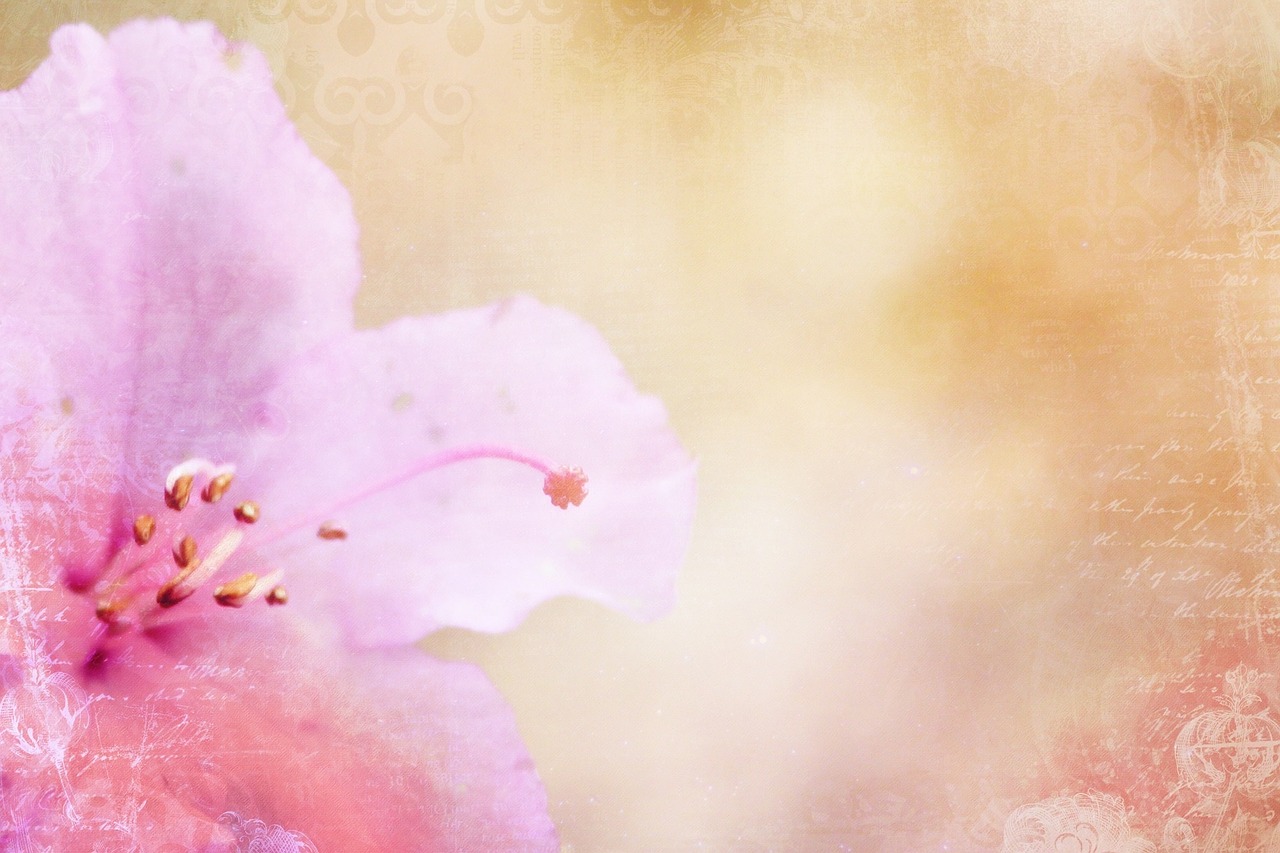 小花新版,新生魅力的獨(dú)特綻放