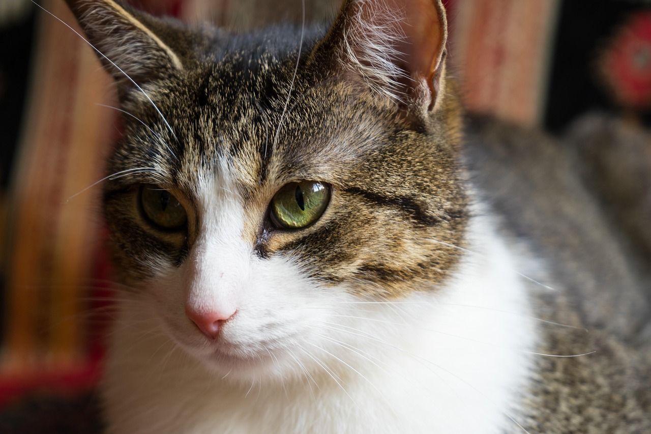 燙貓事件最新進展，關(guān)注與反思