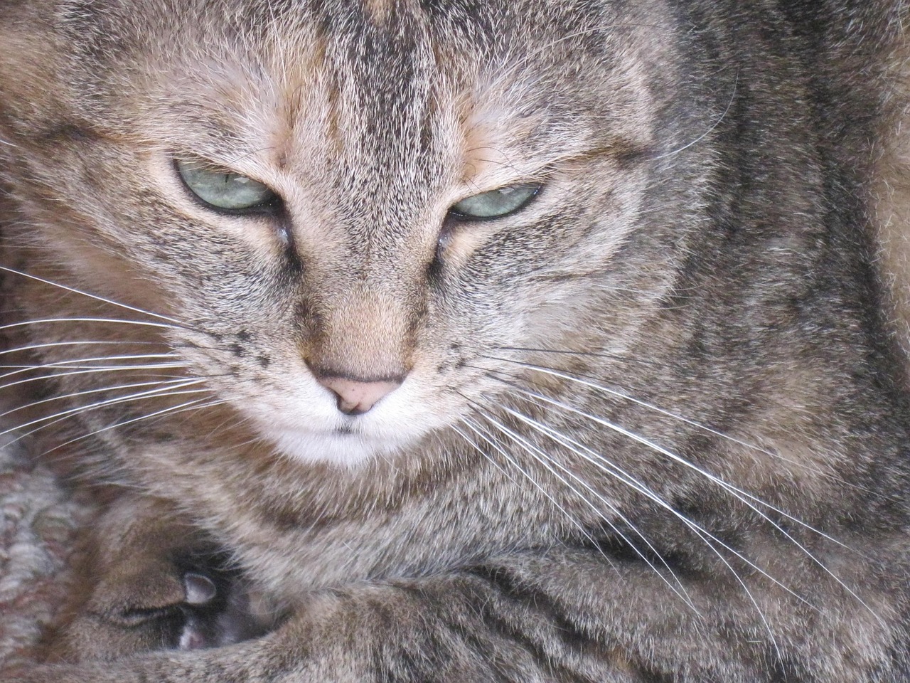 貓咪戰(zhàn)車全新版本,革新與樂趣的極致融合