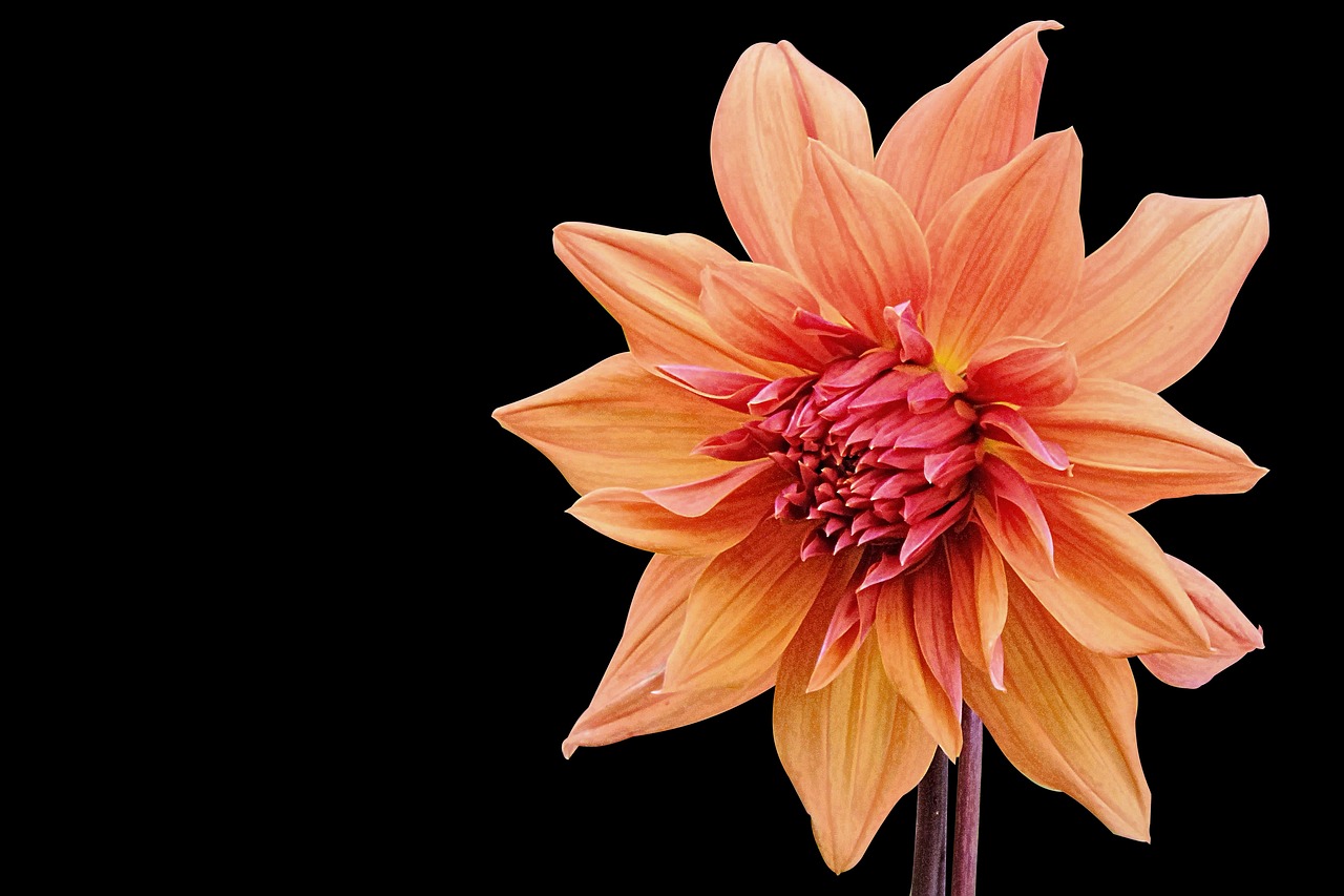 斑斕華裳 第7頁