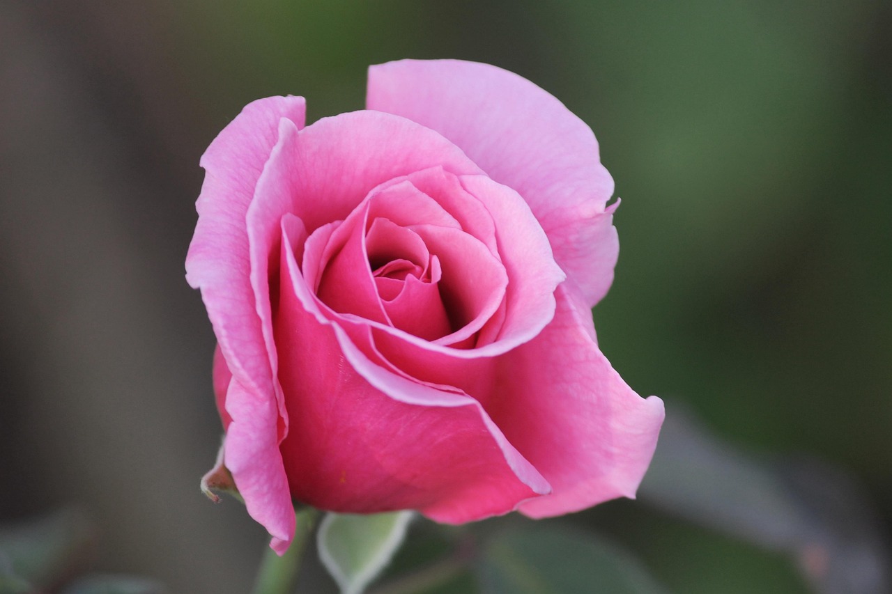 最新桃花運(yùn)勢(shì)揭秘,探尋你的愛(ài)情走向