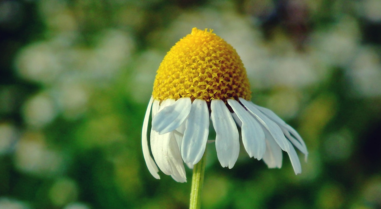 金魚動漫，虛擬世界與現(xiàn)實生活的魅力之旅探索