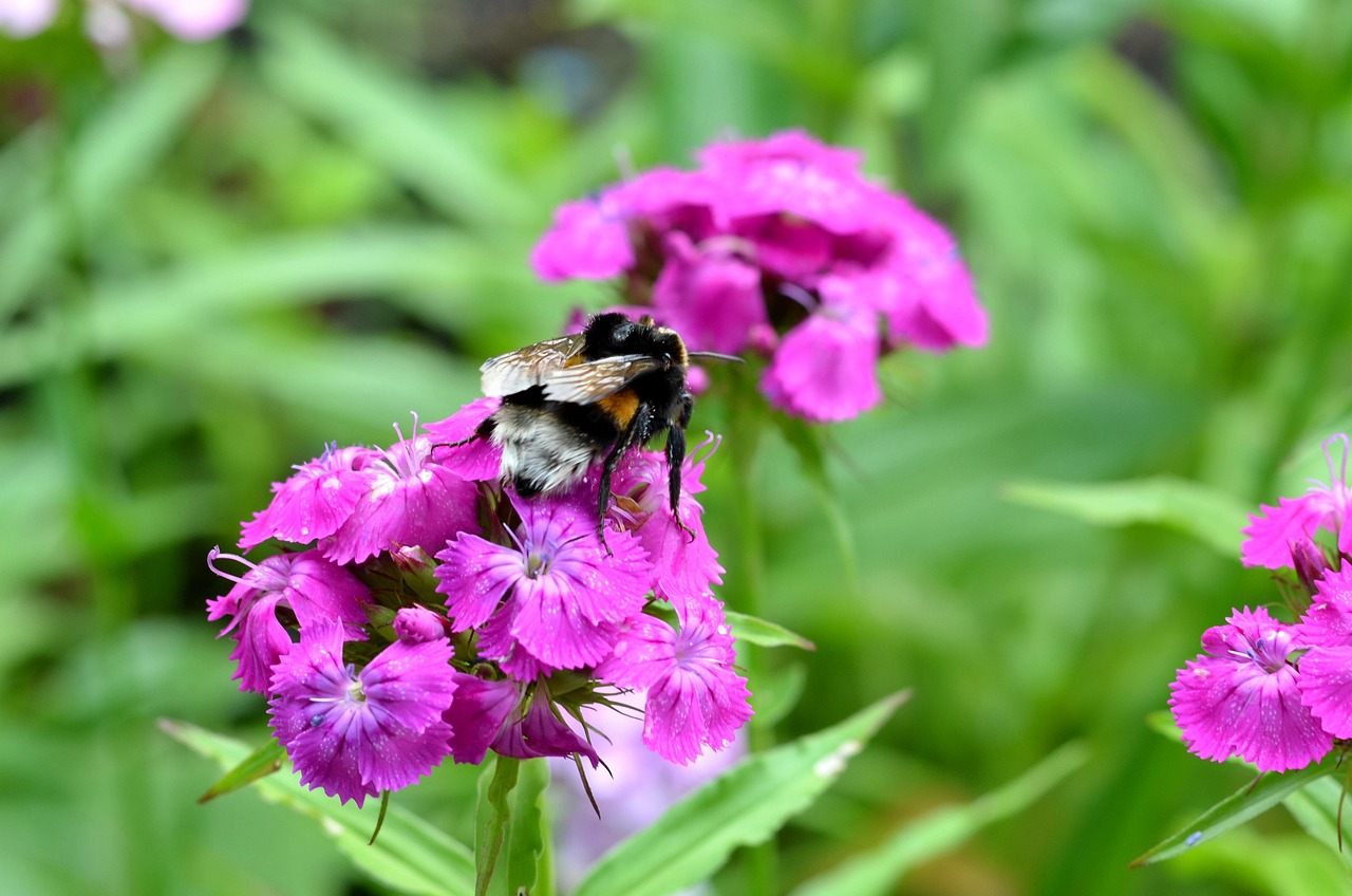 紫色動(dòng)漫頭像，個(gè)性魅力的獨(dú)特象征探索