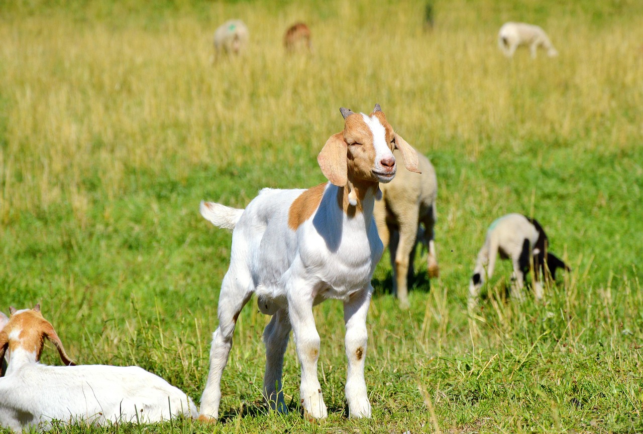 雙城租房最新動態(tài)與實用指南更新速遞