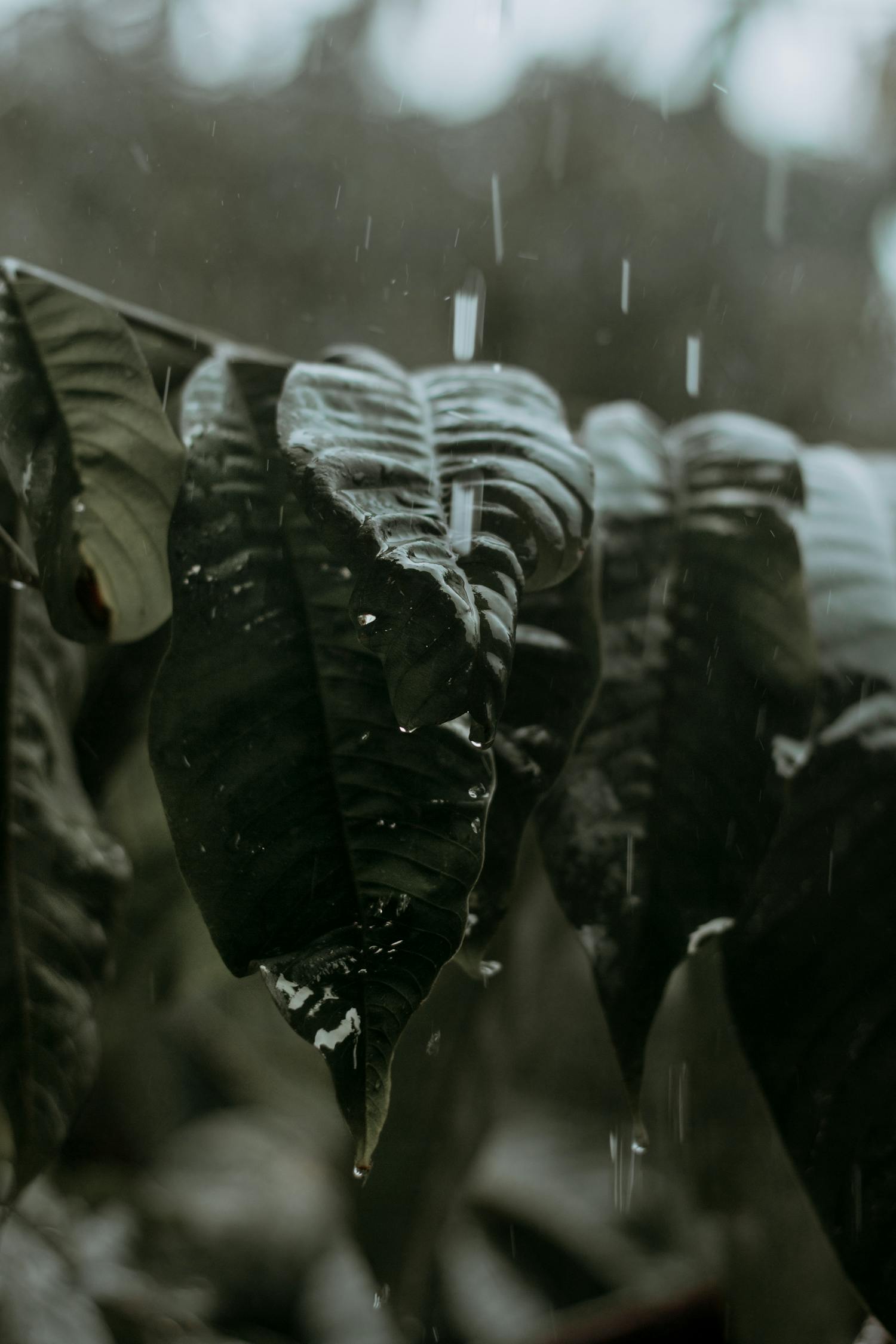 敵戰(zhàn)片電視劇大全集，深度鑒賞與解析