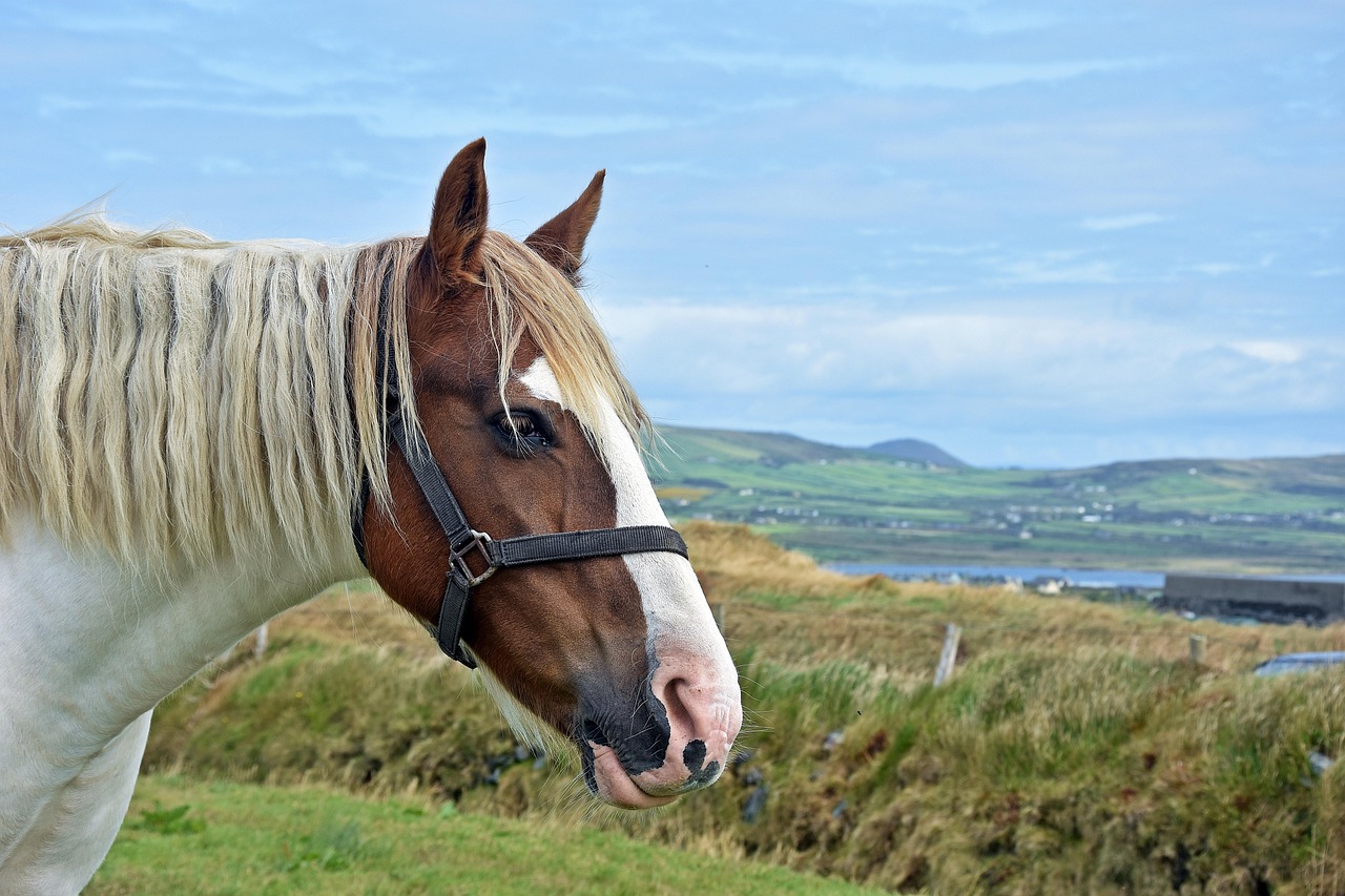 草二村新面貌揭秘,最新動(dòng)態(tài)展現(xiàn)鄉(xiāng)村發(fā)展新序幕