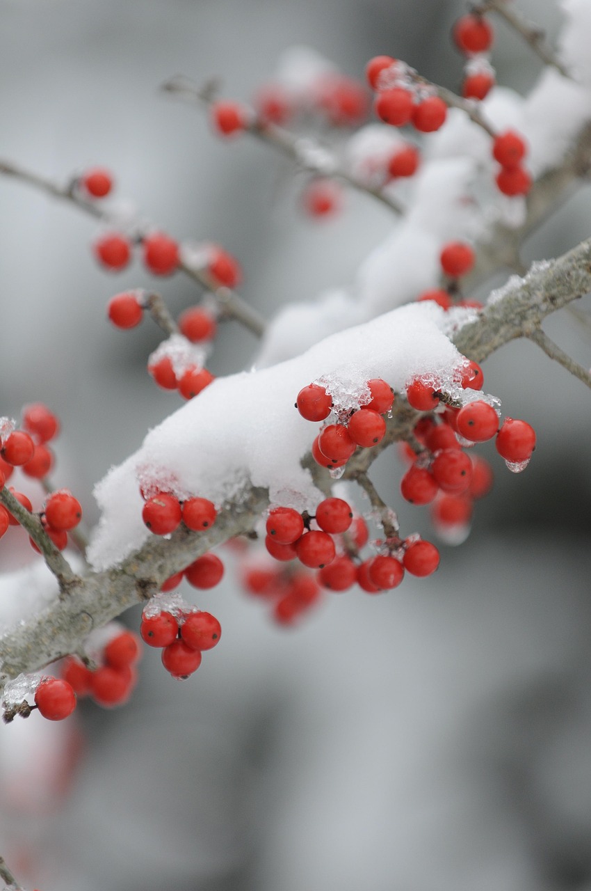 全新iPhone 6s上市價(jià)格分析與預(yù)測(cè)