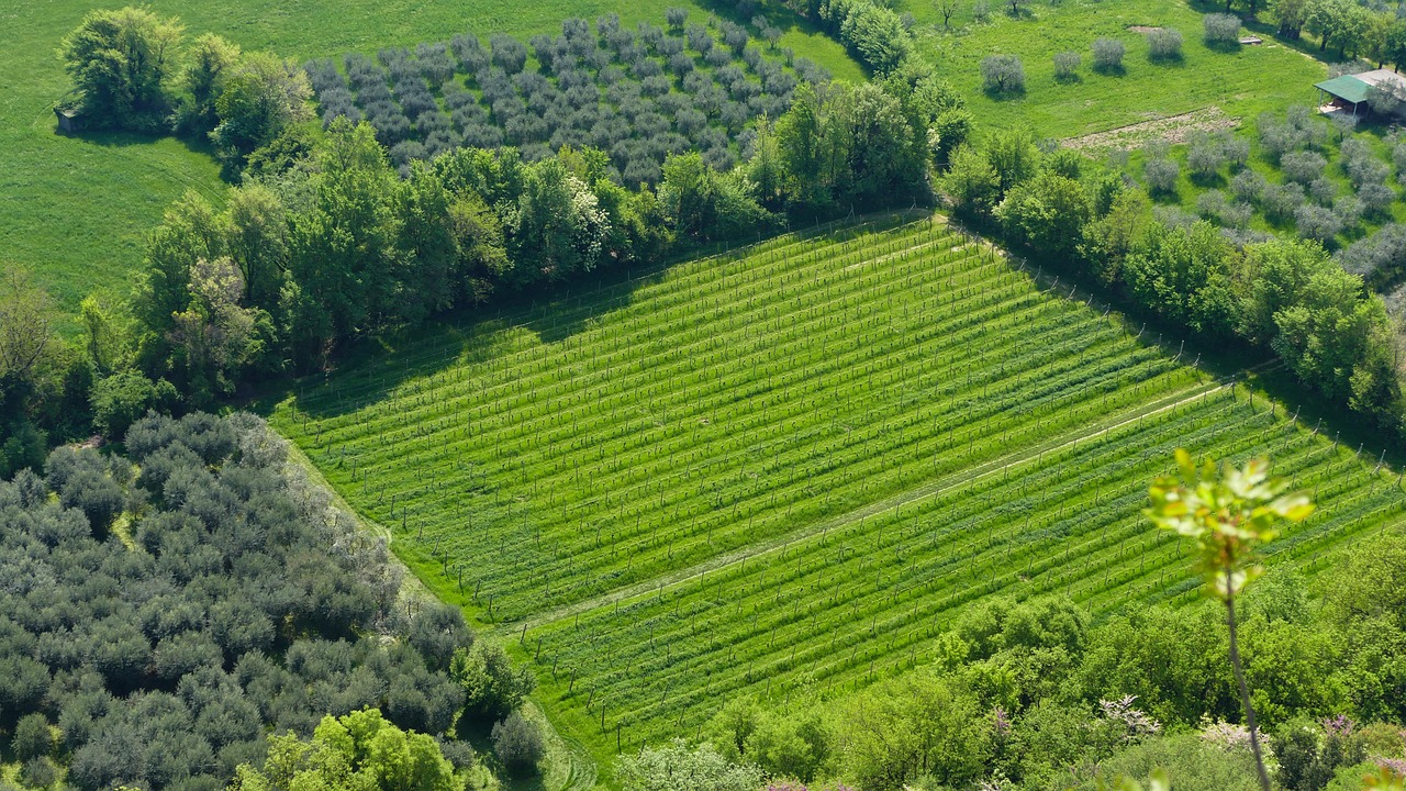 林芝最新資訊，自然美景與經(jīng)濟(jì)文化蓬勃發(fā)展同步更新