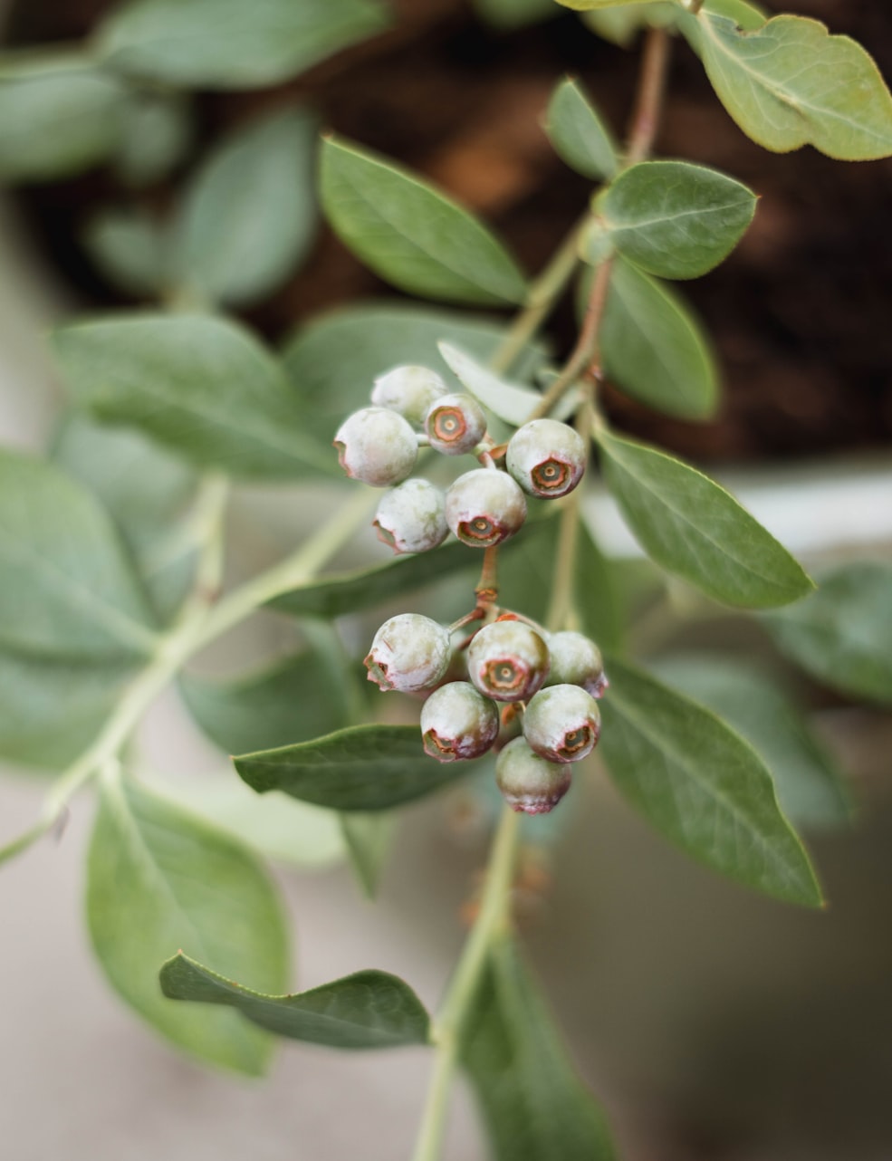 冬霧寒涼 第4頁