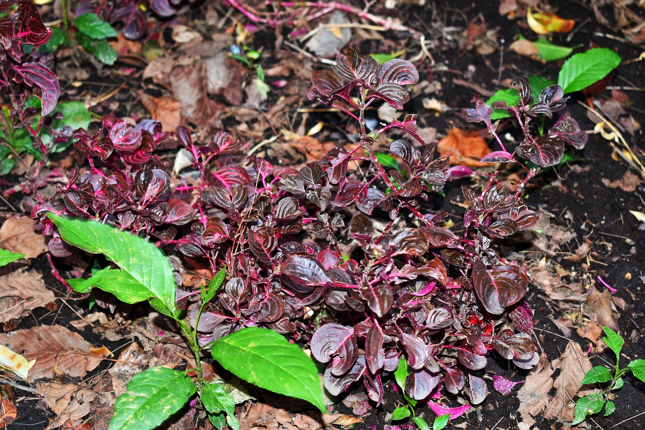 菲律賓疫情最新動(dòng)態(tài)，挑戰(zhàn)、應(yīng)對(duì)策略全面解讀