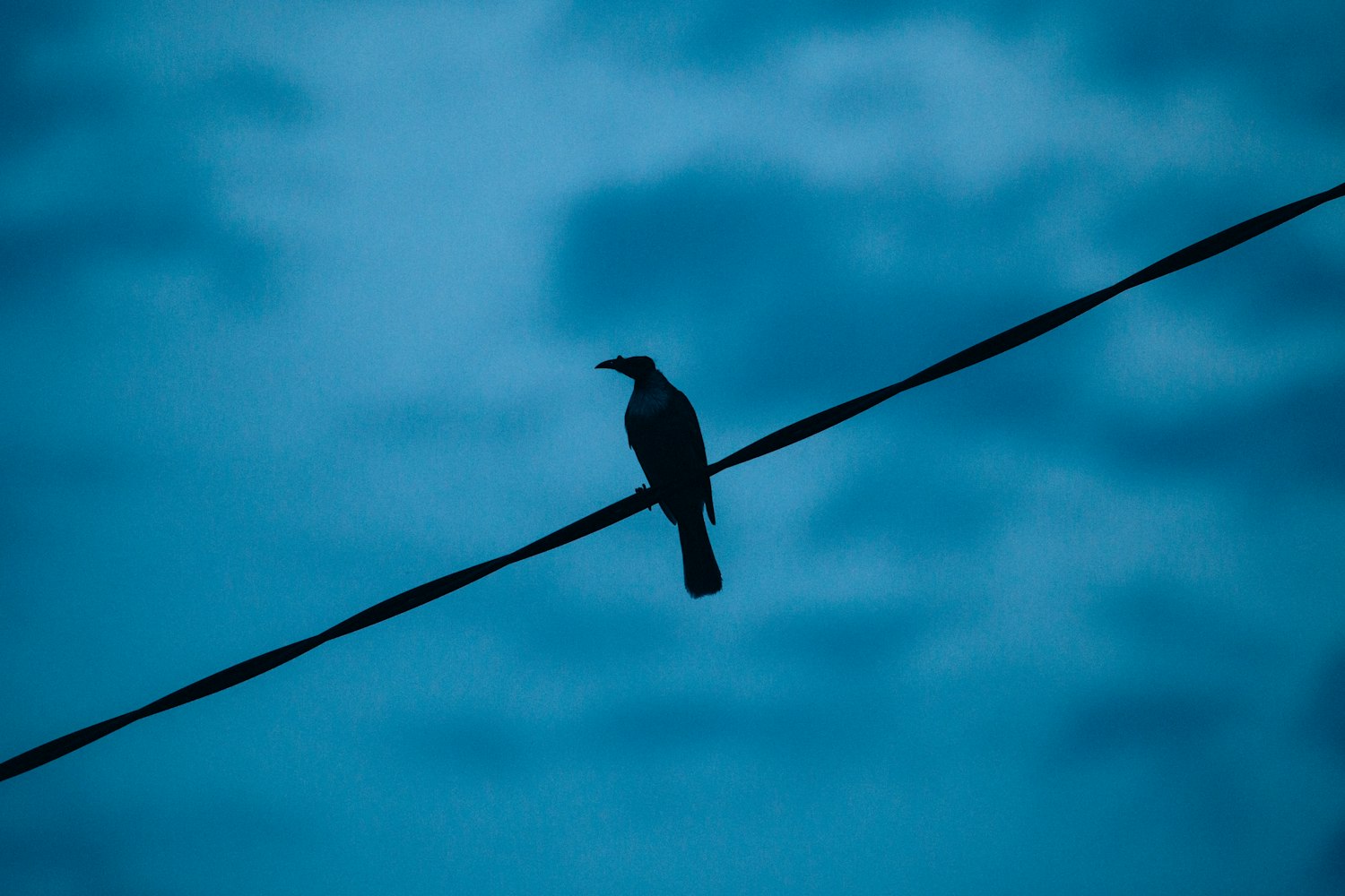 鴕鳥(niǎo)動(dòng)漫圖片的魅力與影響,探索圖片背后的故事與情感沖擊