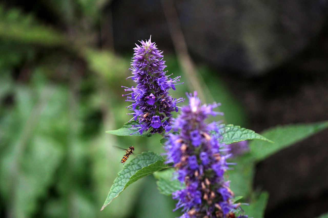 臺灣資訊速遞,探索寶島最新動態(tài)與發(fā)展趨勢