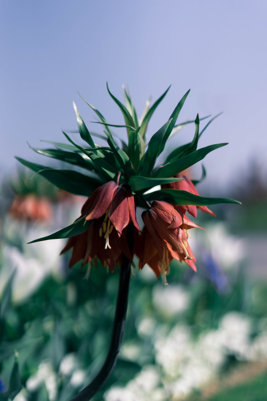 梅朵新歌發(fā)布,音符之花的綻放