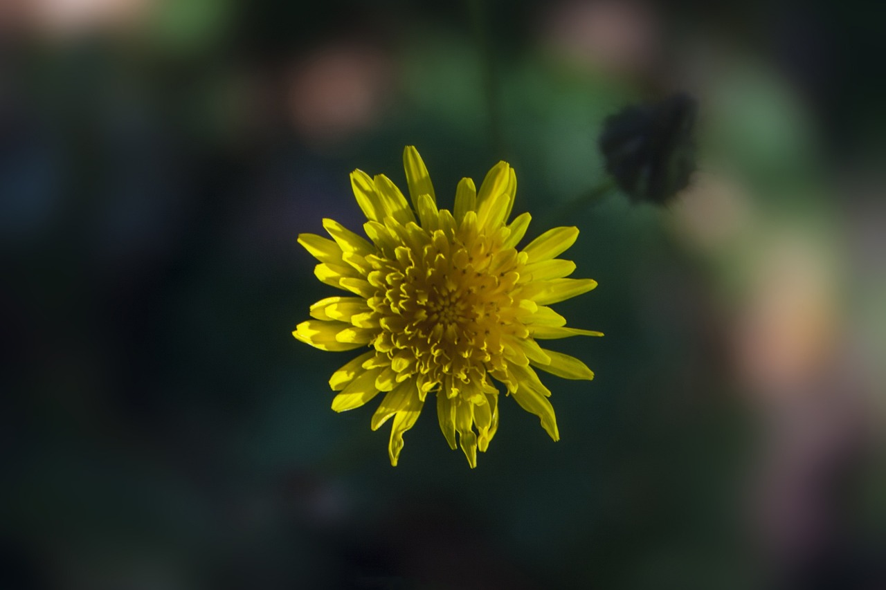 崇福寶馬花園最新價格動態(tài)與市場深度分析