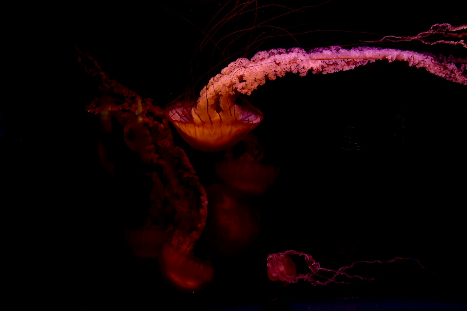 暗珠新篇，未知世界的探索與神秘揭示之旅