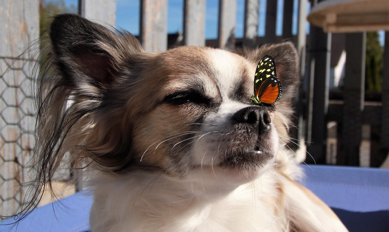 寵物精靈最新版，全新體驗與獨特魅力揭秘