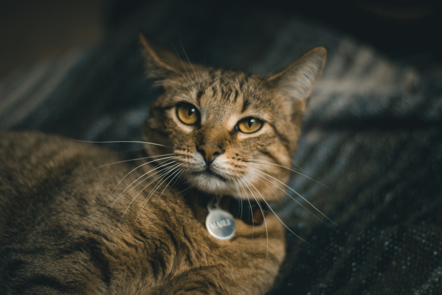 貓咪看片軟件最新版探索與體驗(yàn)指南